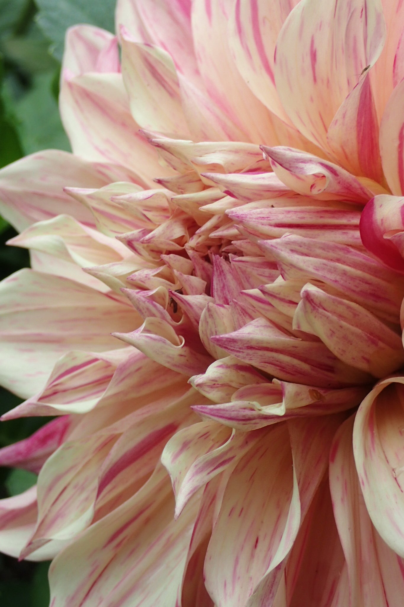 Dahlia 'Cafe au Lait Twist' - closeup