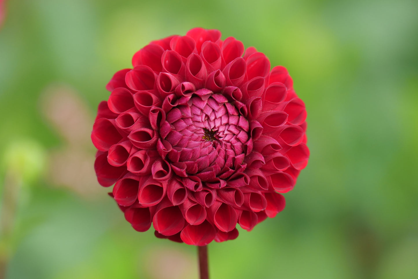 Dahlia 'Cornel' - closeup