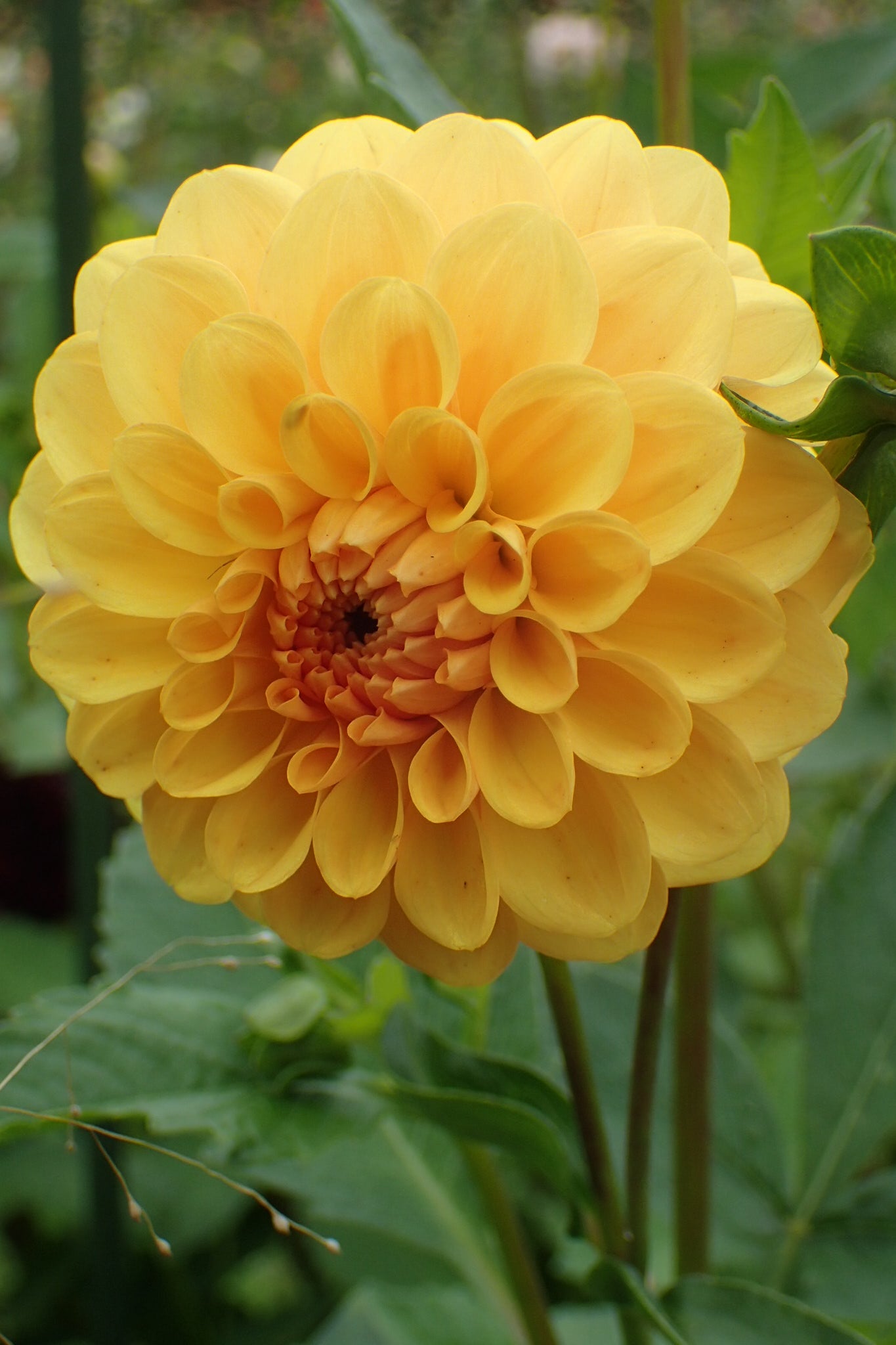 Dahlia 'Golden Scepter' - closeup - geel