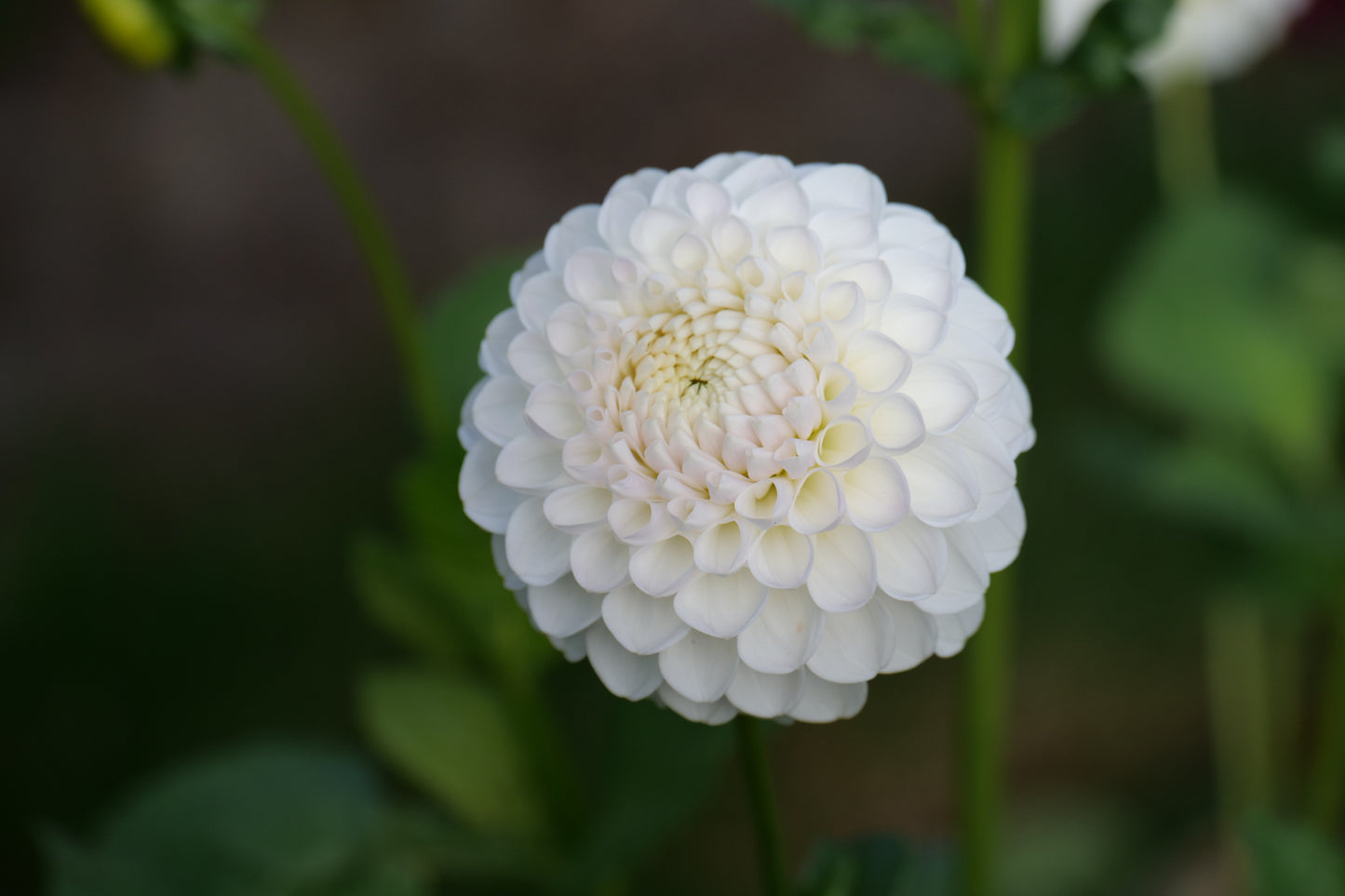 Dahlia 'L'ancresse' - wit