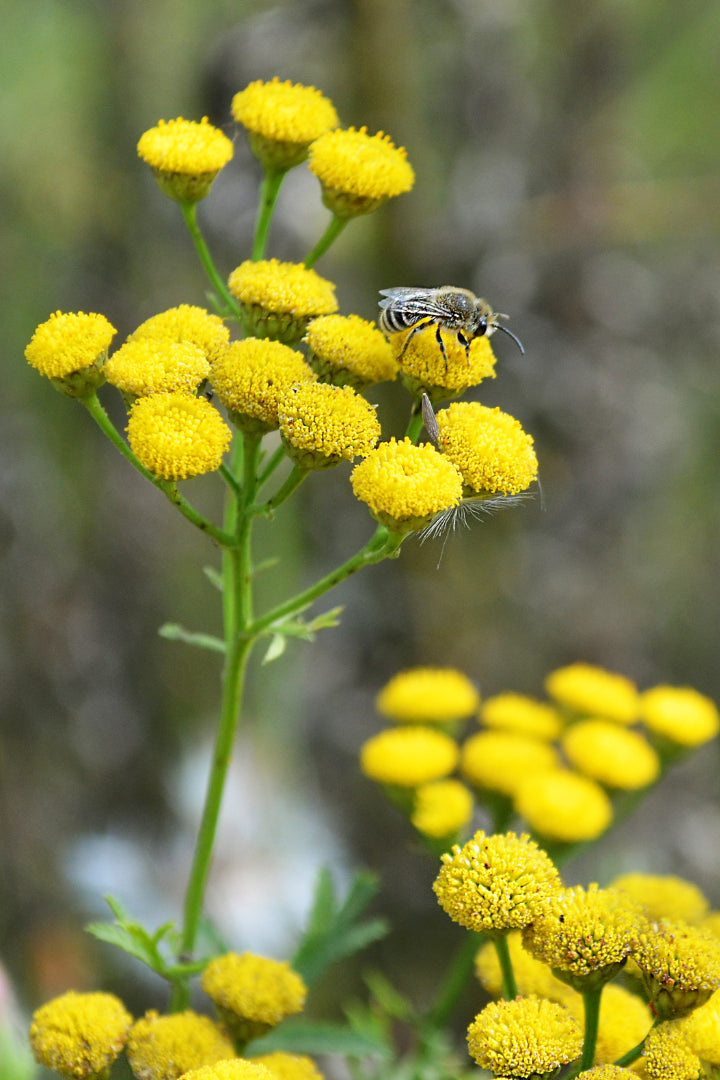 Gele Ageratum - Lonas annua