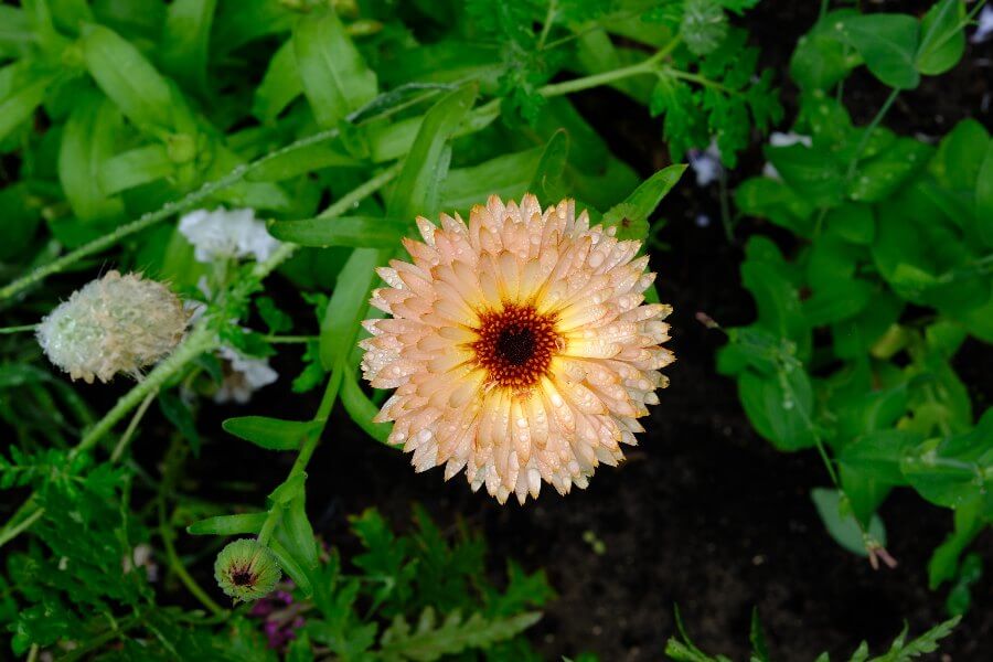 Goudsbloem 'Strawberry blonde' - Calendula officinalis