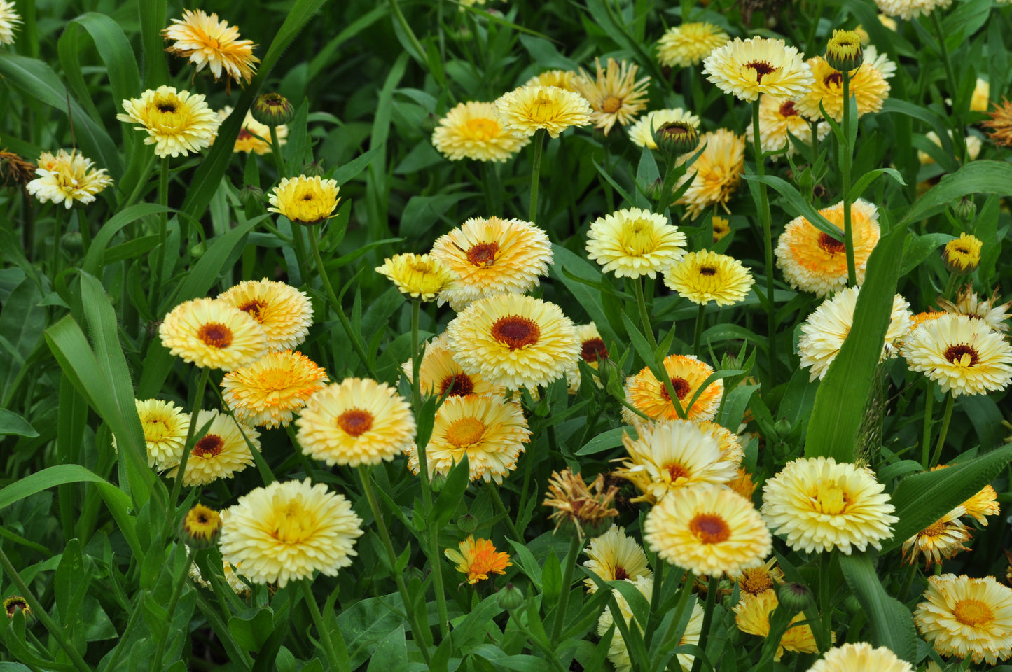 Goudsbloem ‘Yellow buff’ – Calendula officinalis