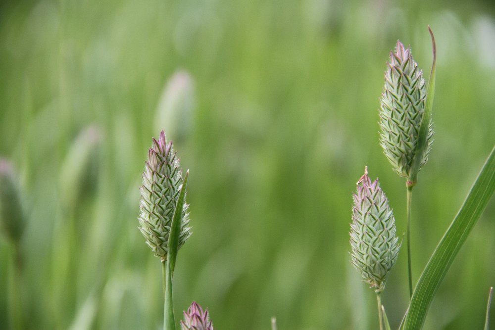 Kanariegras - Phalaris canariensis - groen