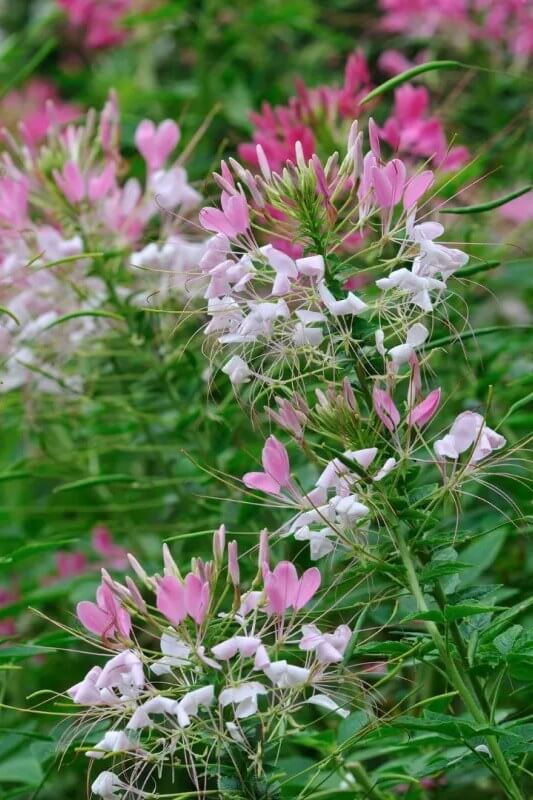 Kattensnor (mix) - Cleome spinosa - closeup