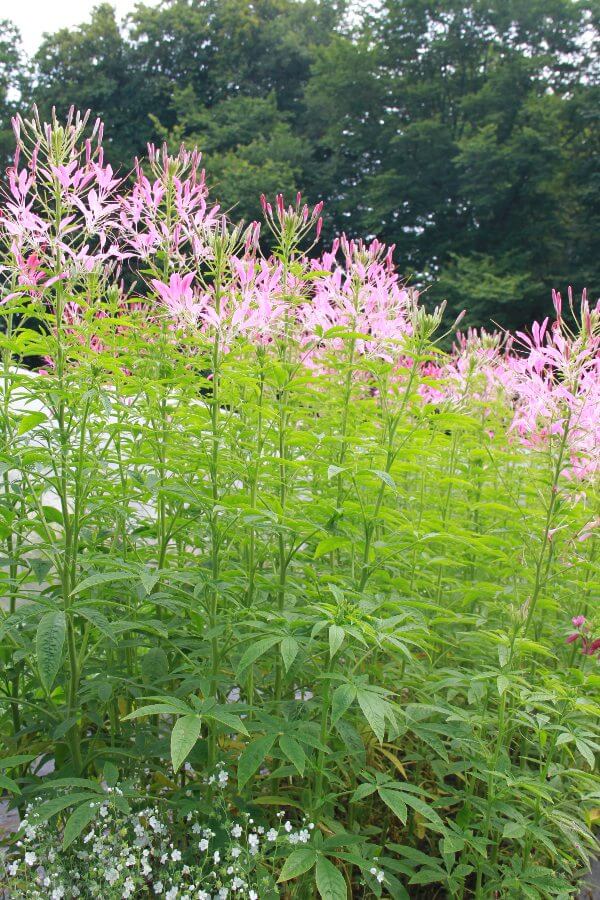 Kattensnor (roze) - Cleome hassleriana - in het veld
