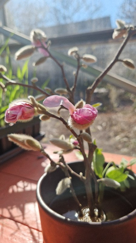 Blumenfrosch - Kenzan - Blumenstab