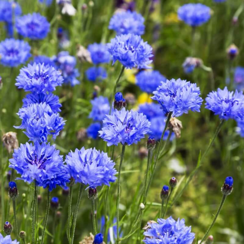 Korenbloem - Centaurea cyanus - blauw