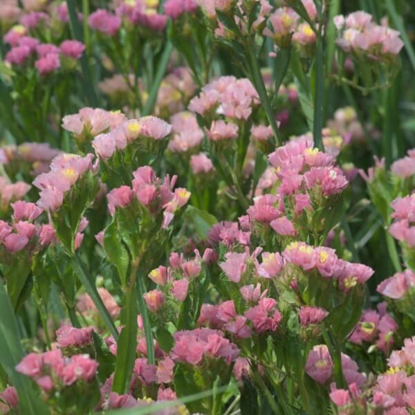Lamsoor ‘Apricot’ - Statice sinuata - veld