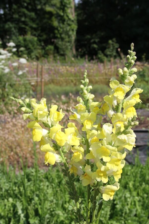 Leeuwenbek ‘Potomac’ (geel) - Antirrhinum majus