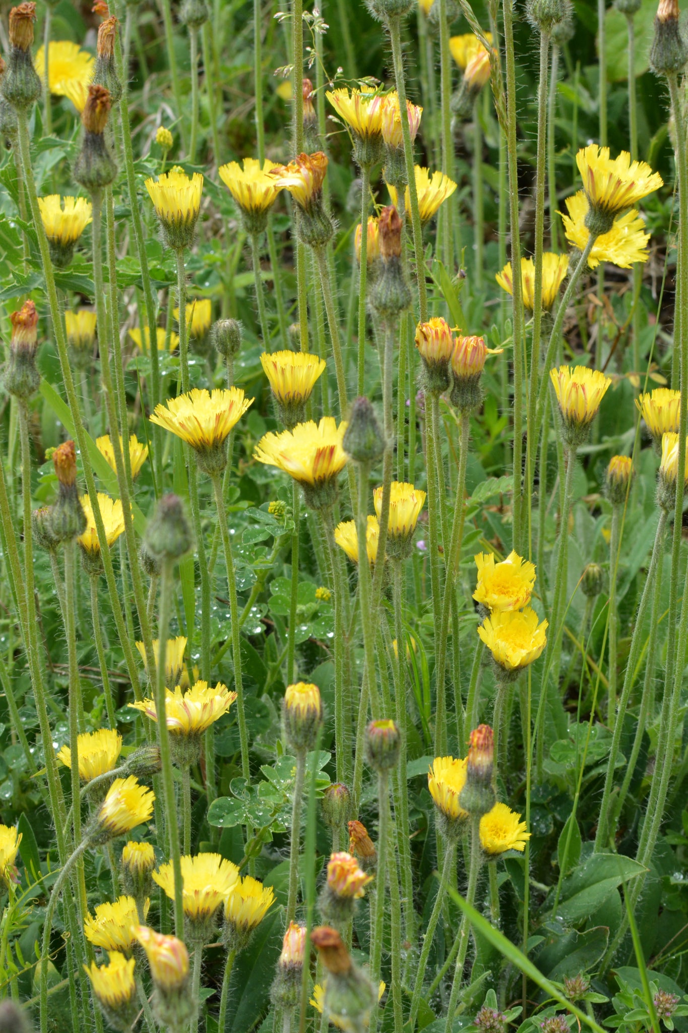 Muizenoor - Pilosella officinarum - geel