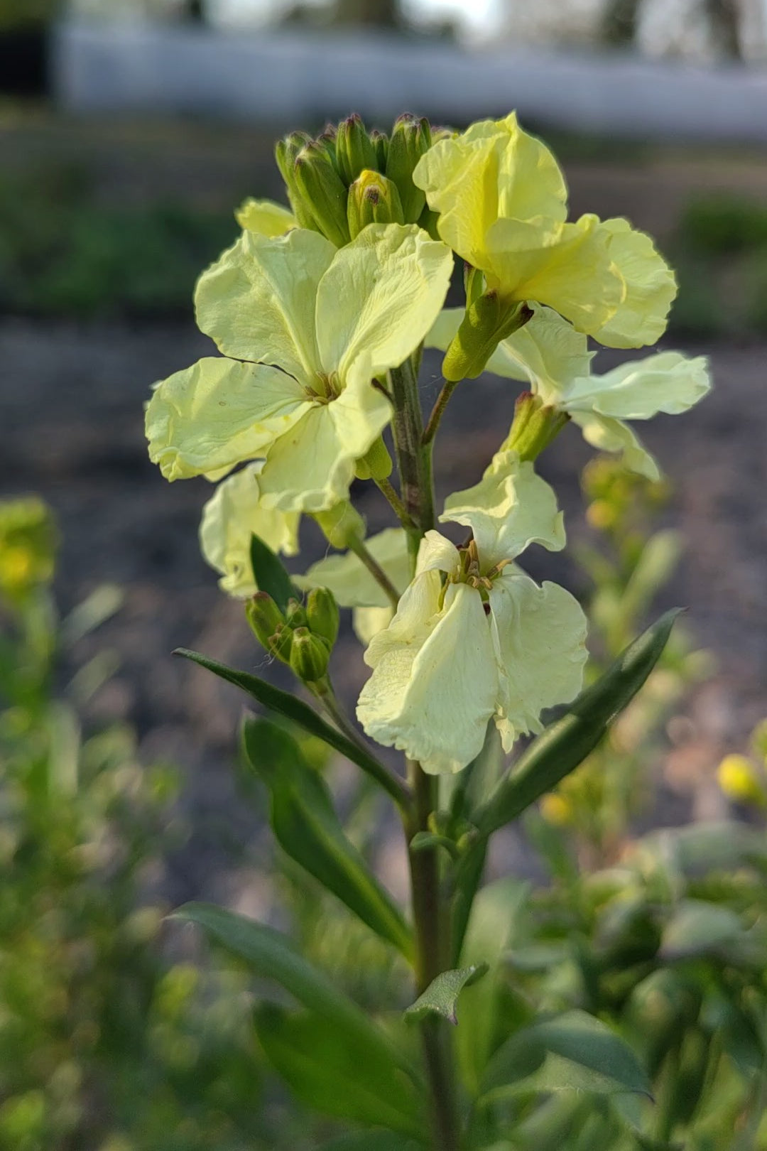 Muurbloem ‘Ivory white’ - Erysimum cheiri