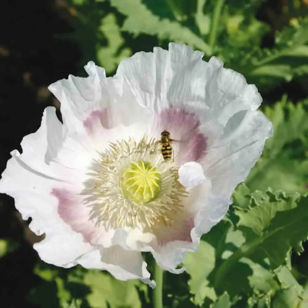 Papaver ‘Nigrum’ (wit) | Papaver somniferum