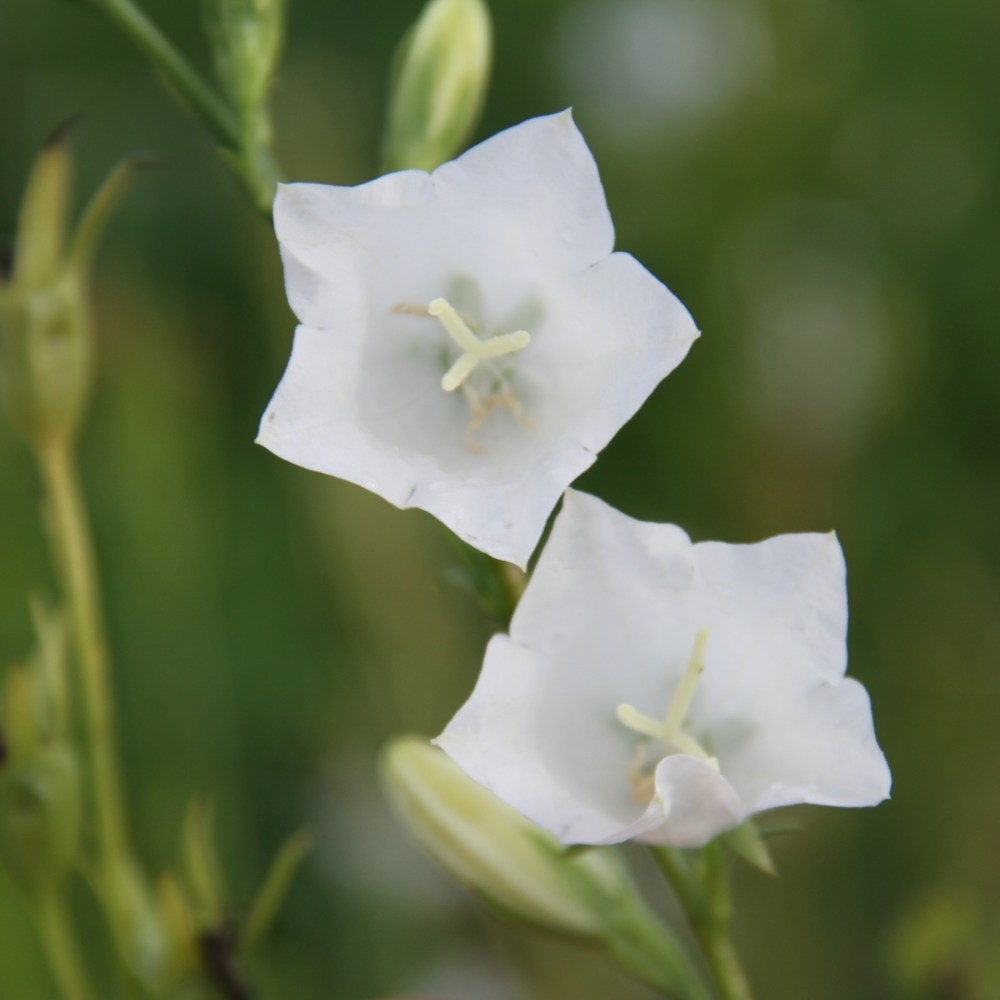 Prachtklokje 'Alba' - Campanula persicifolia