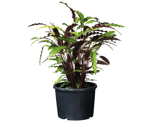 Ritzi Pflanzkübel 15 Liter