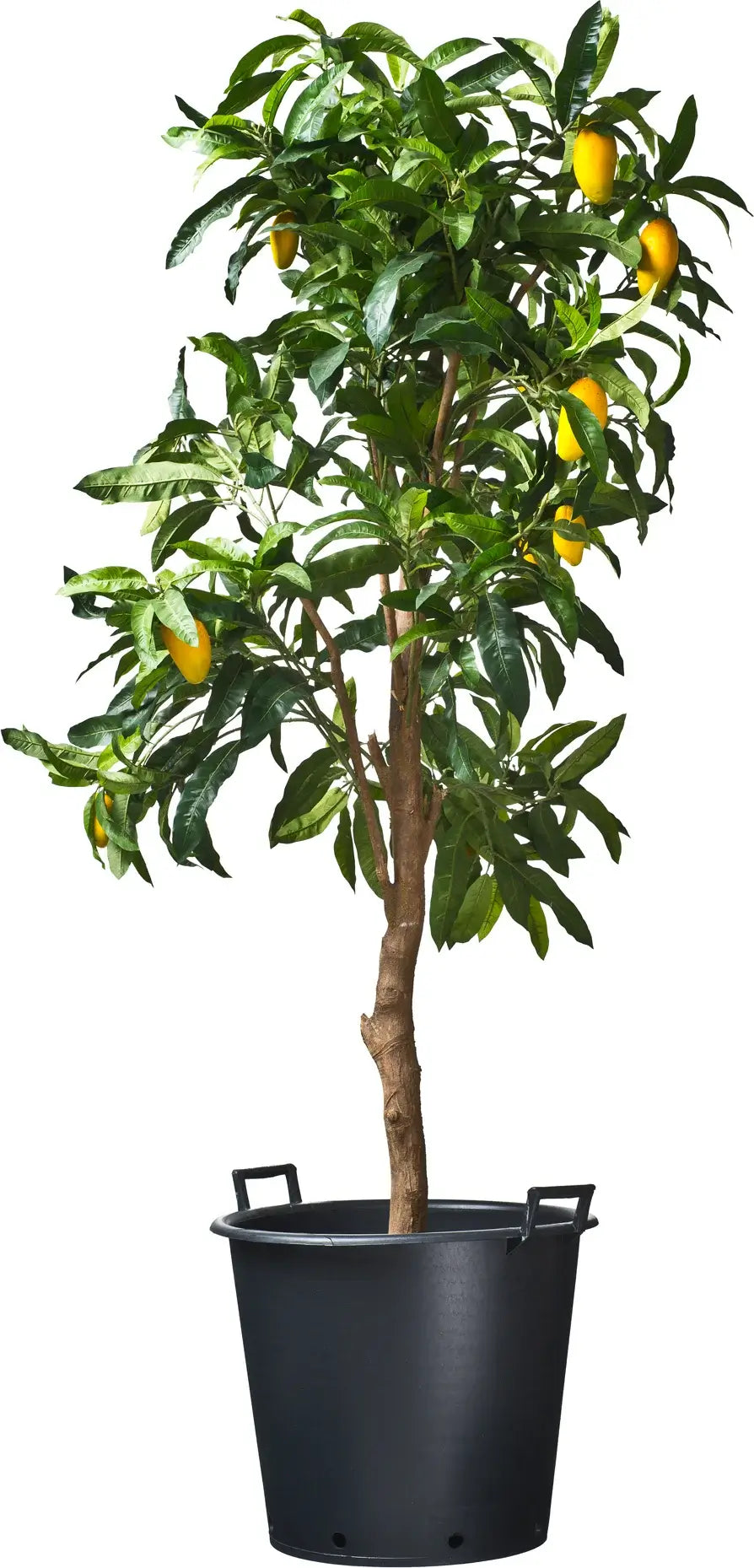 Ritzi Pflanzcontainer 30 Liter (NUR ABHOLUNG)