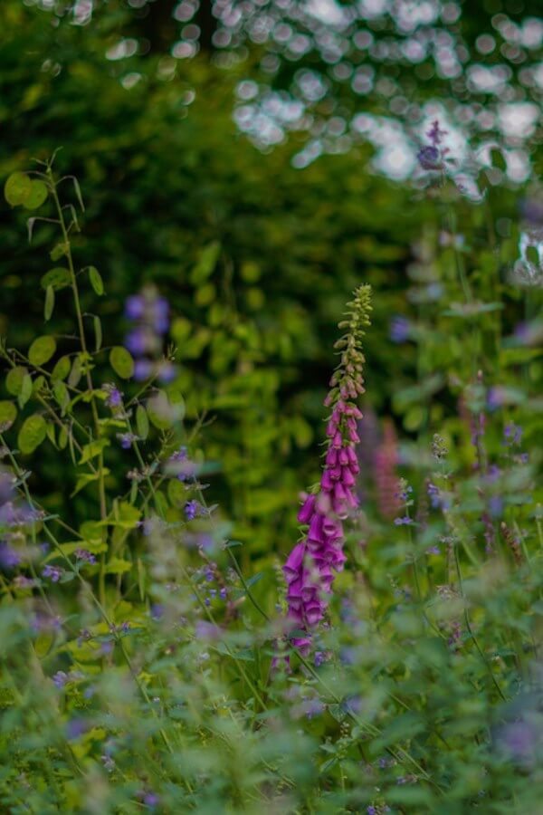 Fingerhut (lila) – Digitalis purpurea
