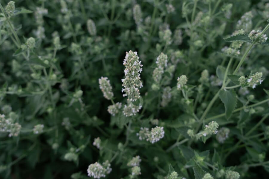 Wild Kattenkruid - Nepeta cataria - wit