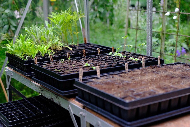 Anzucht-Komplettset PRO - Einfacher Bio-Pflanzgarten