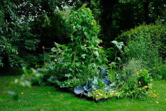 Makkelijke moestuin - moestuinbak