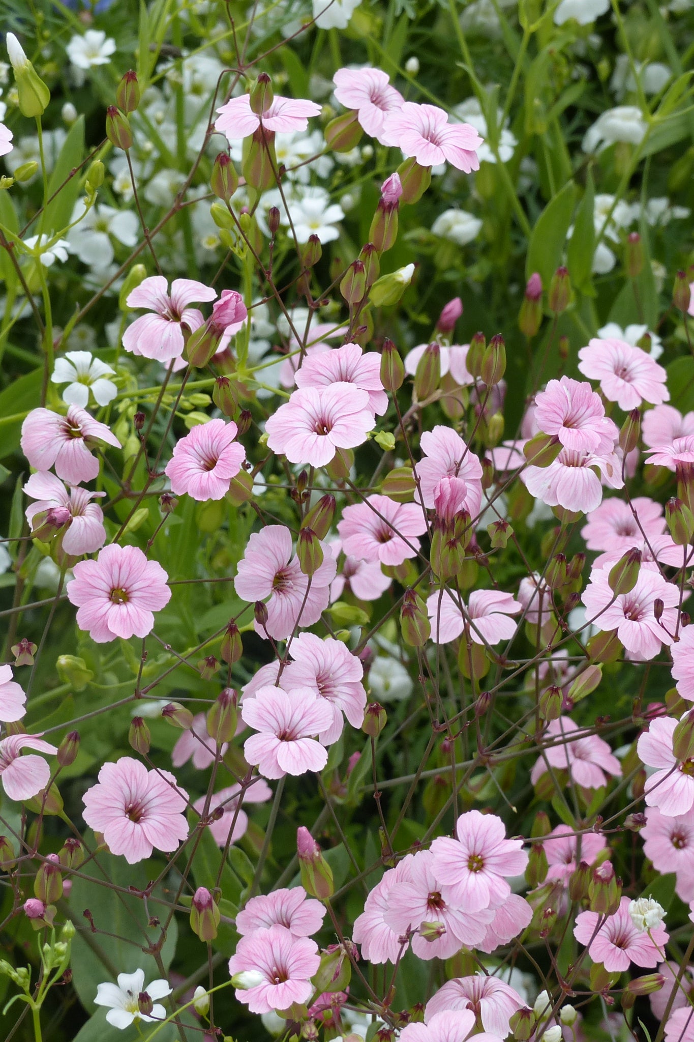 Seifenkraut 'Pink Beauty' – Saponaria officinalis