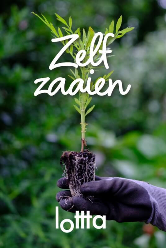 Anzucht-Komplettset PRO - Einfacher Bio-Pflanzgarten