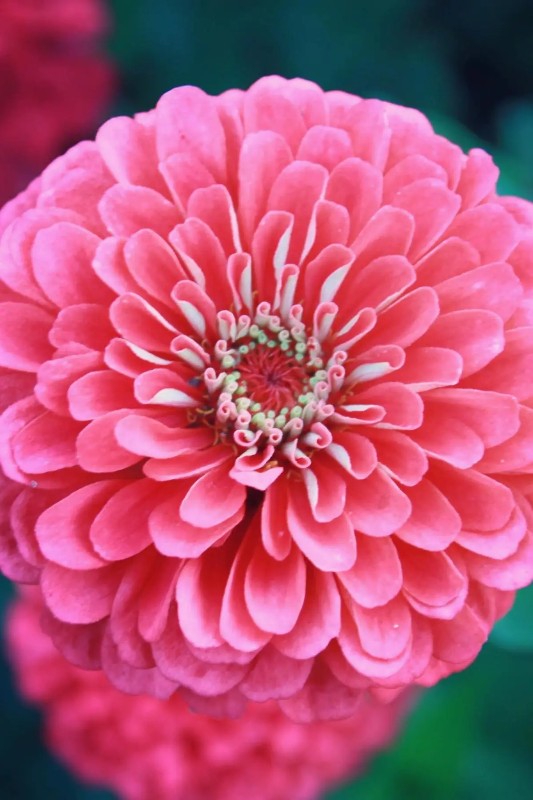 Zinnia Giant corral -Zinnia elegans - roze