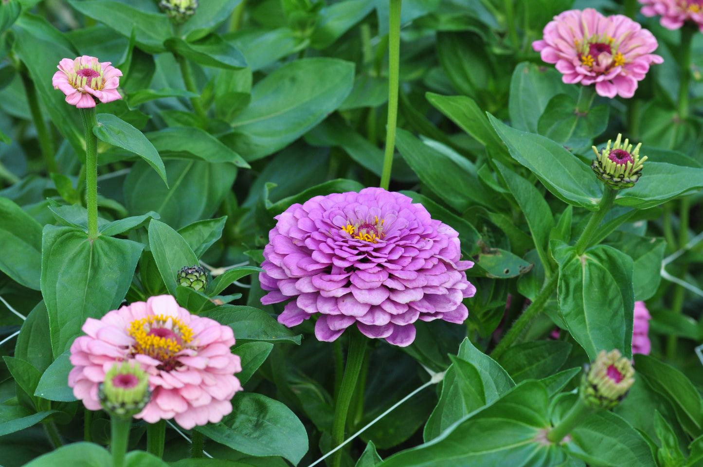 Zinnia ‘Grote roze’ (mix) – Zinnia elegans
