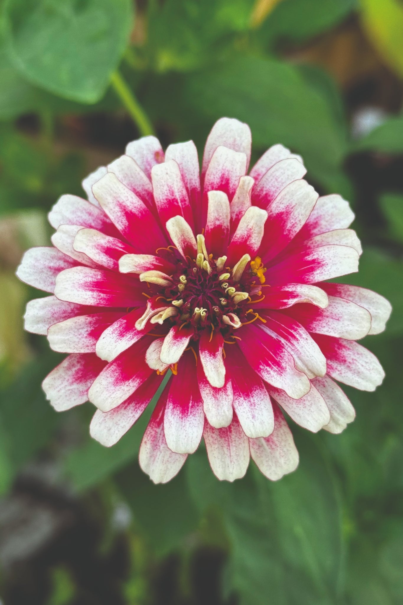 Zinnia 'Mazurkia' - Zinnia elegans