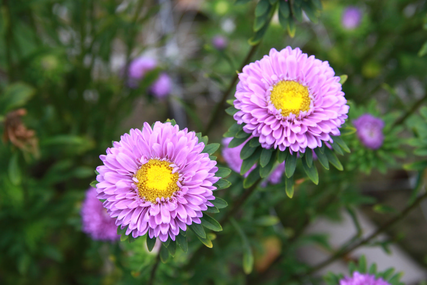 Zomeraster 'Matsumoto light blue' – Callistephus chinensis