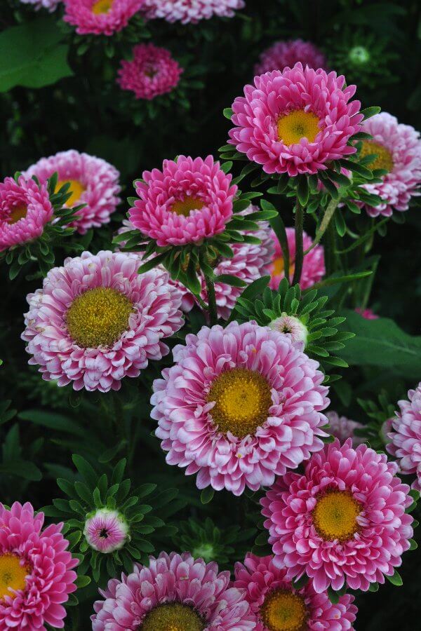 Zomeraster 'Pink & Salmon mix’ - Callistephus chinensis