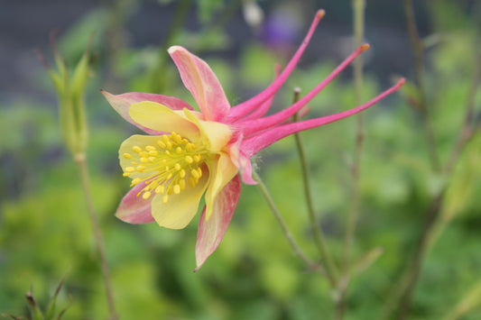 Akelei - Aquilegia - closeup1