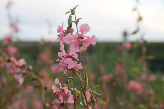 Amandelroosje-Clarkia_Elegans-close up
