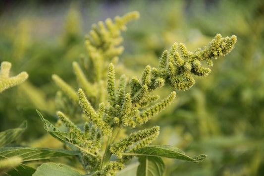 Amaranth 'Aurelia’s verde' (graan) Amaranthus cruentus 'Aurelia’s verde'