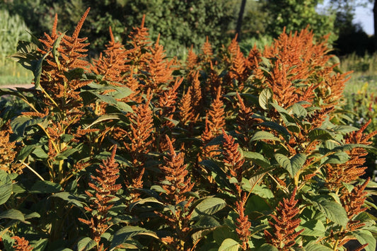 Amaranth Hot Biscuits - Amaranthus cruentus