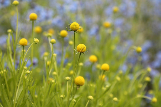 Ananasbloem Cephalaphora aromatica 'Pineapples' geel close up