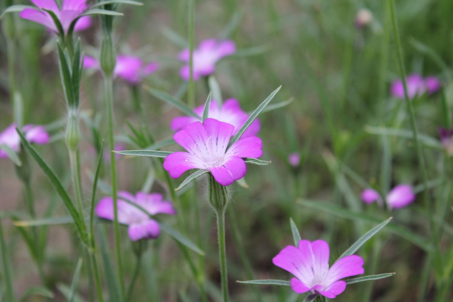 Bolderik - Agrostemma githago - closeup2