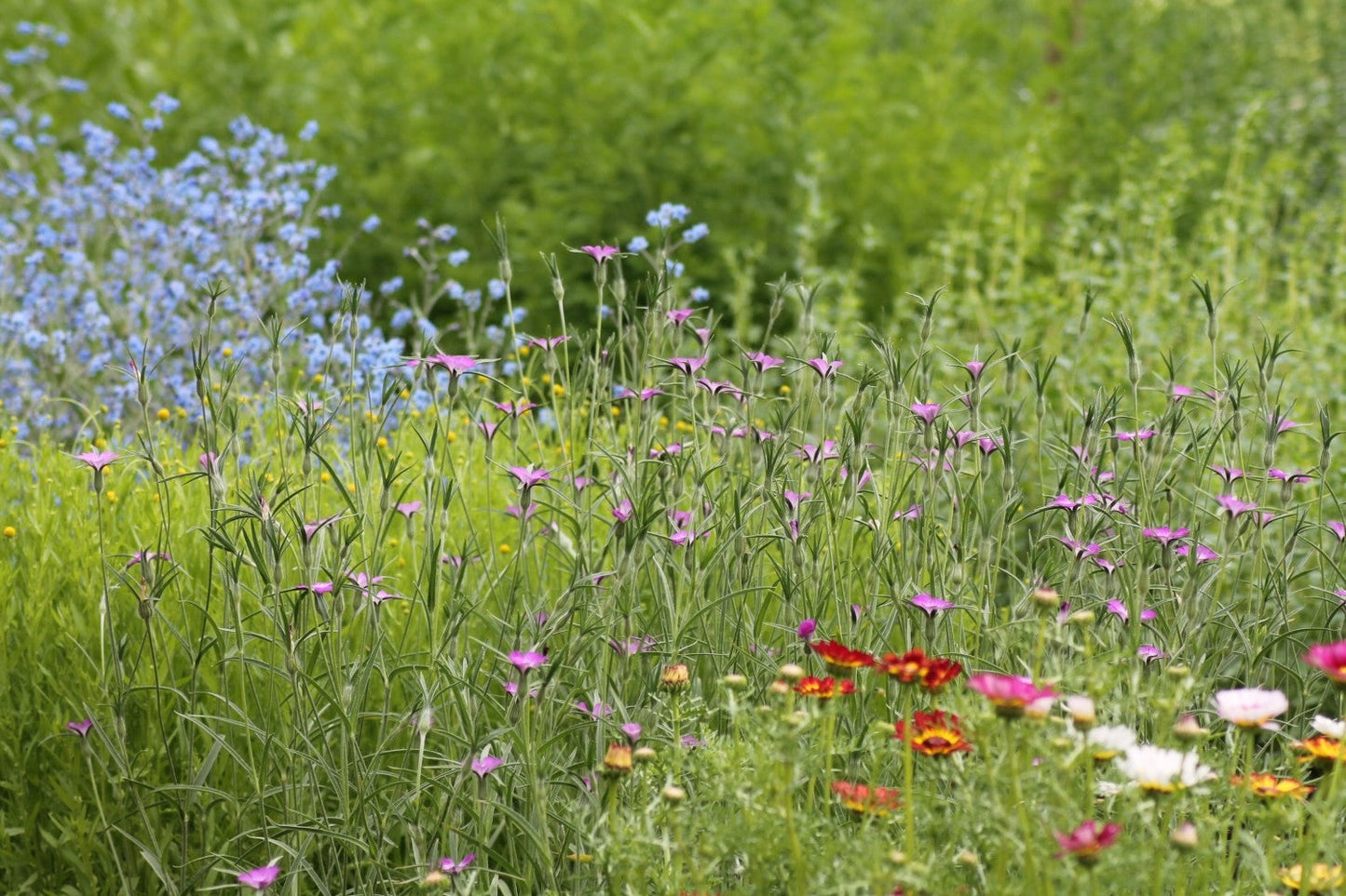 Bolderik - Agrostemma githago - in het veld