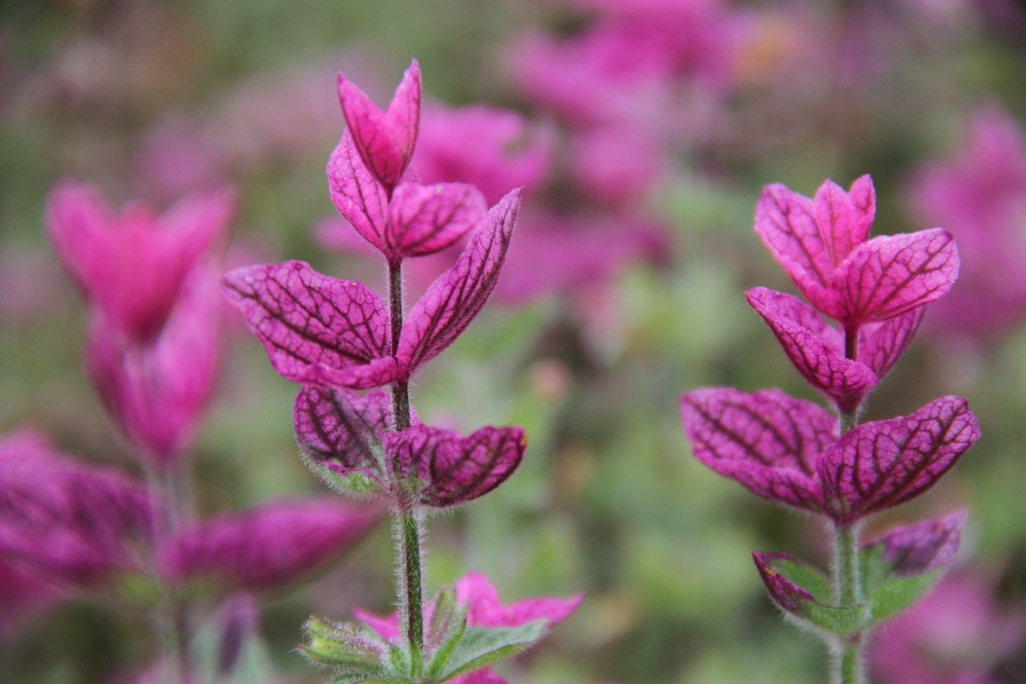 Bonte salie - Salvia viridis - close up paars