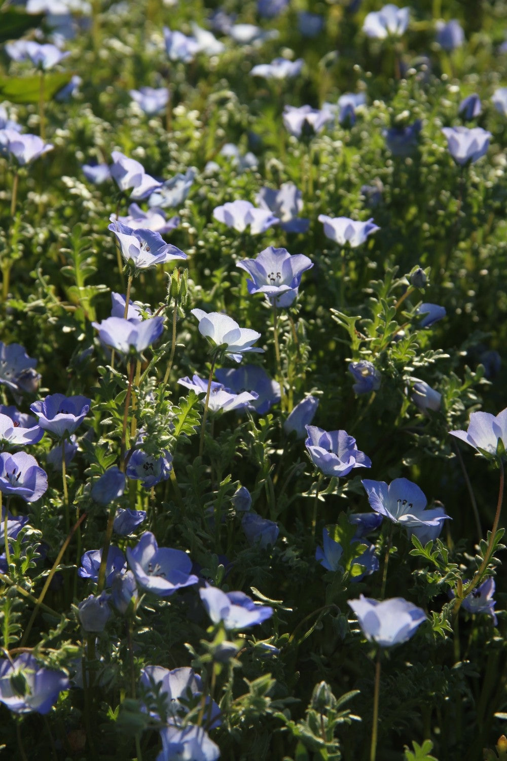 Bosliefje - Nemophila insignismenziesii - closeup