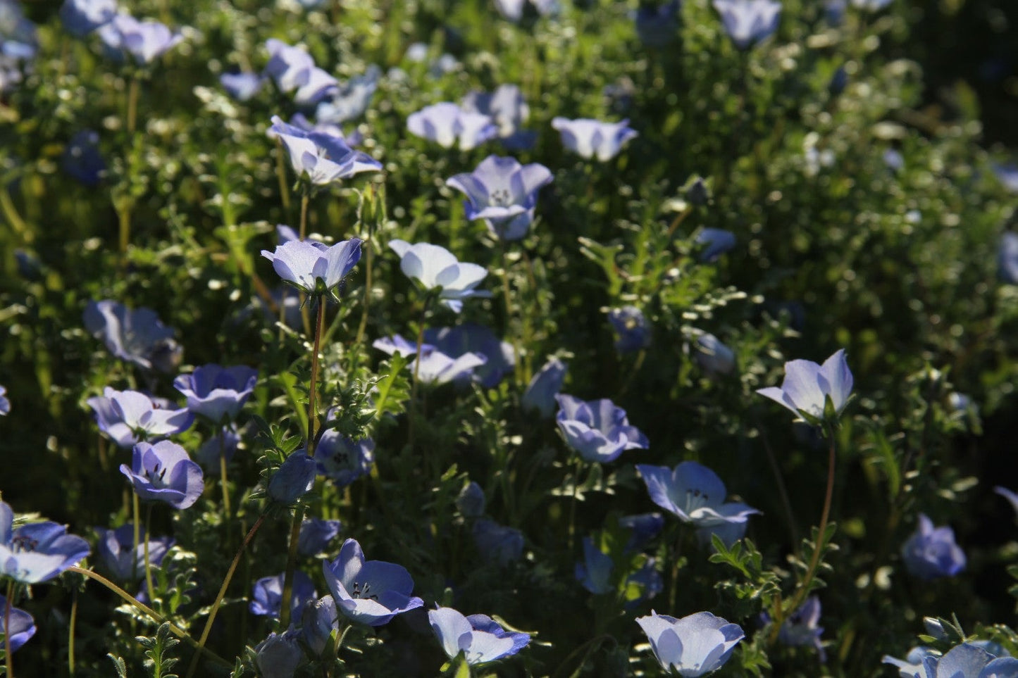 Bosliefje - Nemophila insignismenziesii - in het veld2