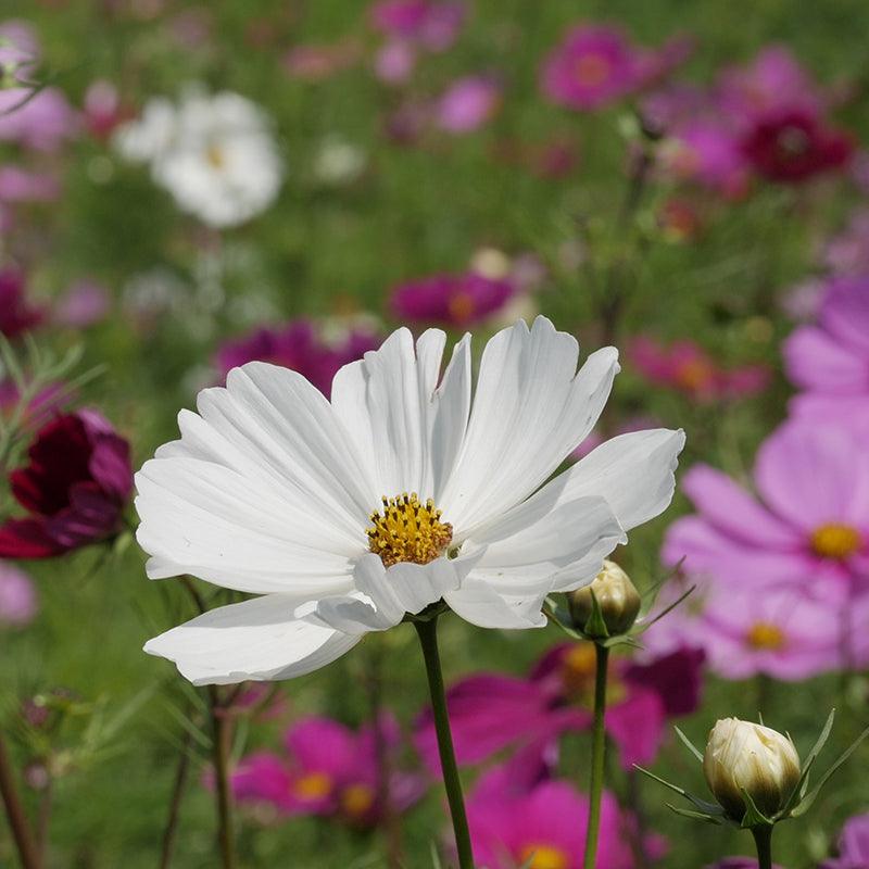 Cosmea gemengd - Cosmos Bipinnatus - wit en paars