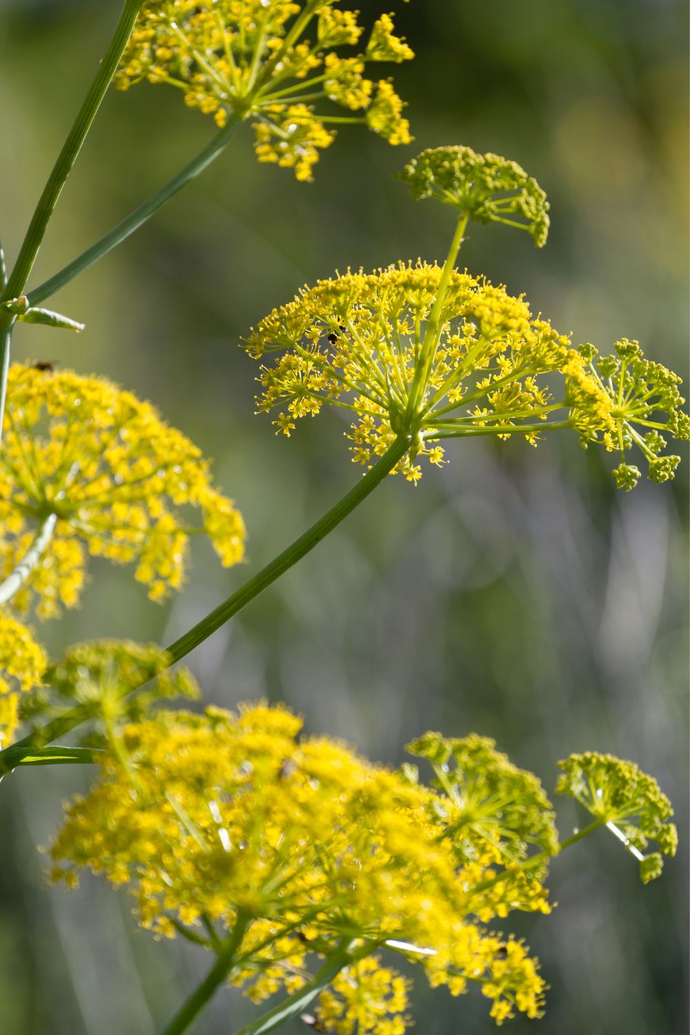 Doorlevende Venkel - Foeniculum vulgare - geel