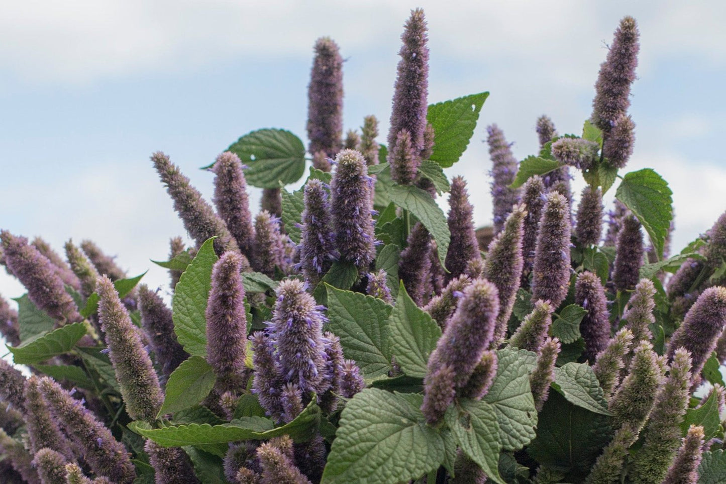 Dropplant - Agastache foeniculum