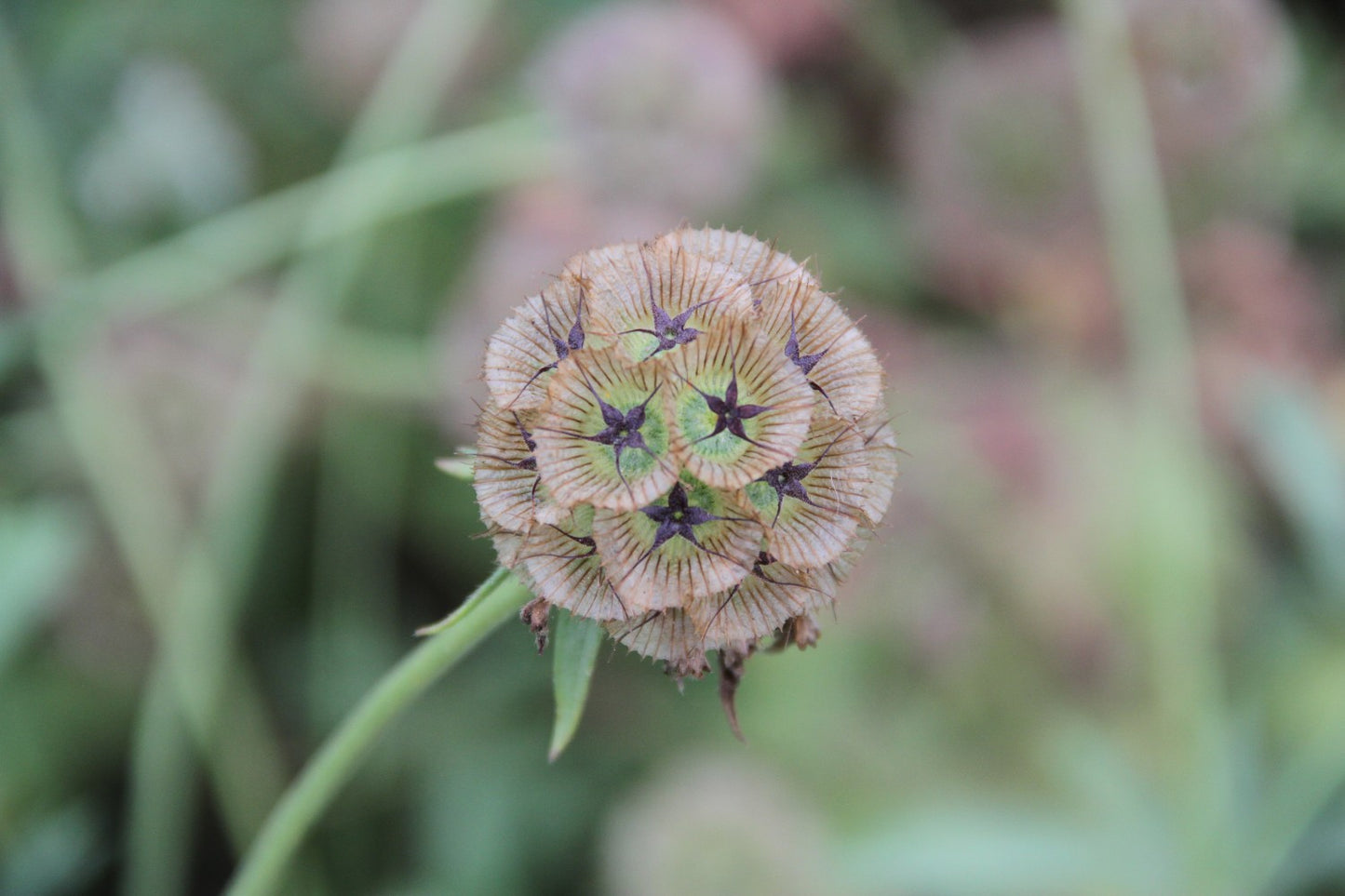 Duifkruid Drumstick - Scabiosa stellata - closeup1