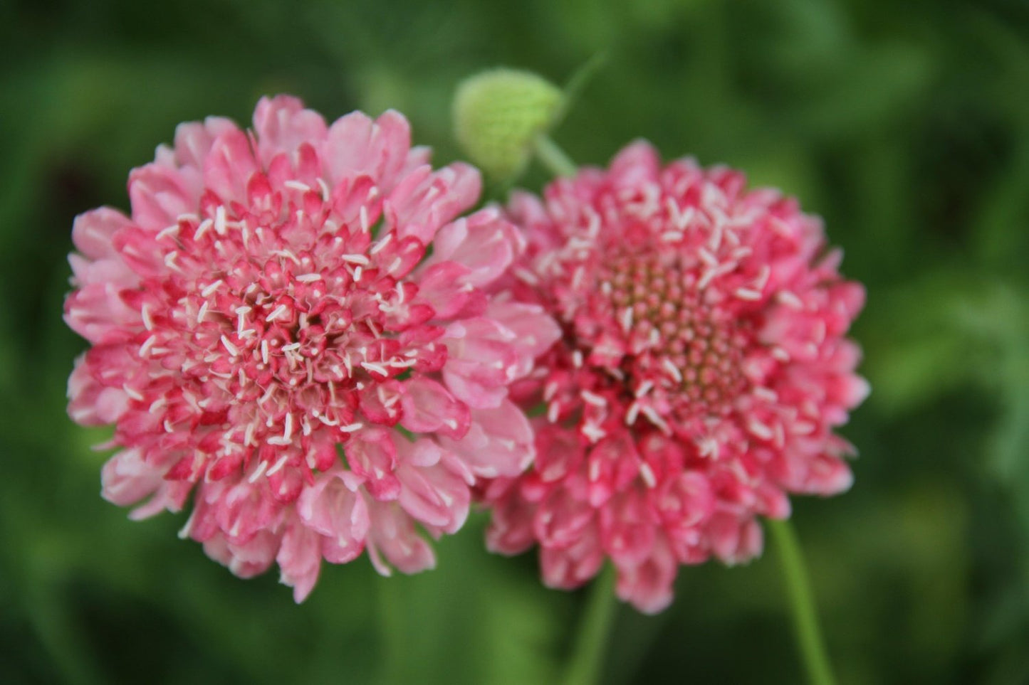 Duifkruid - Scabiosa atropurpurea - roze