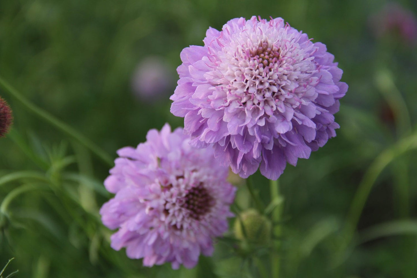 Duifkruid - Scabiosa atropurpurea - paars