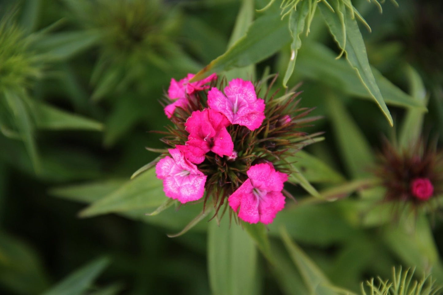 Duizendschoon - Dianthus barbatus - closeup - roze