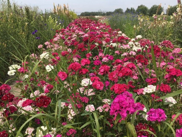 Duizendschoon - Dianthus barbatus - mix kleuren in de wei