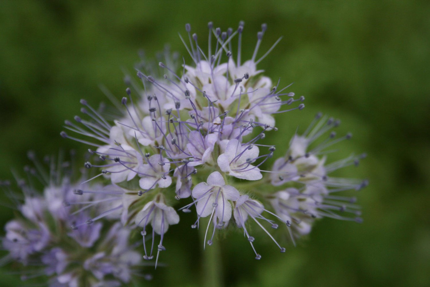 Facelia / bijenbrood - Phacelia tanacetifolia 1